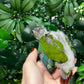 Yellow Sided Conure