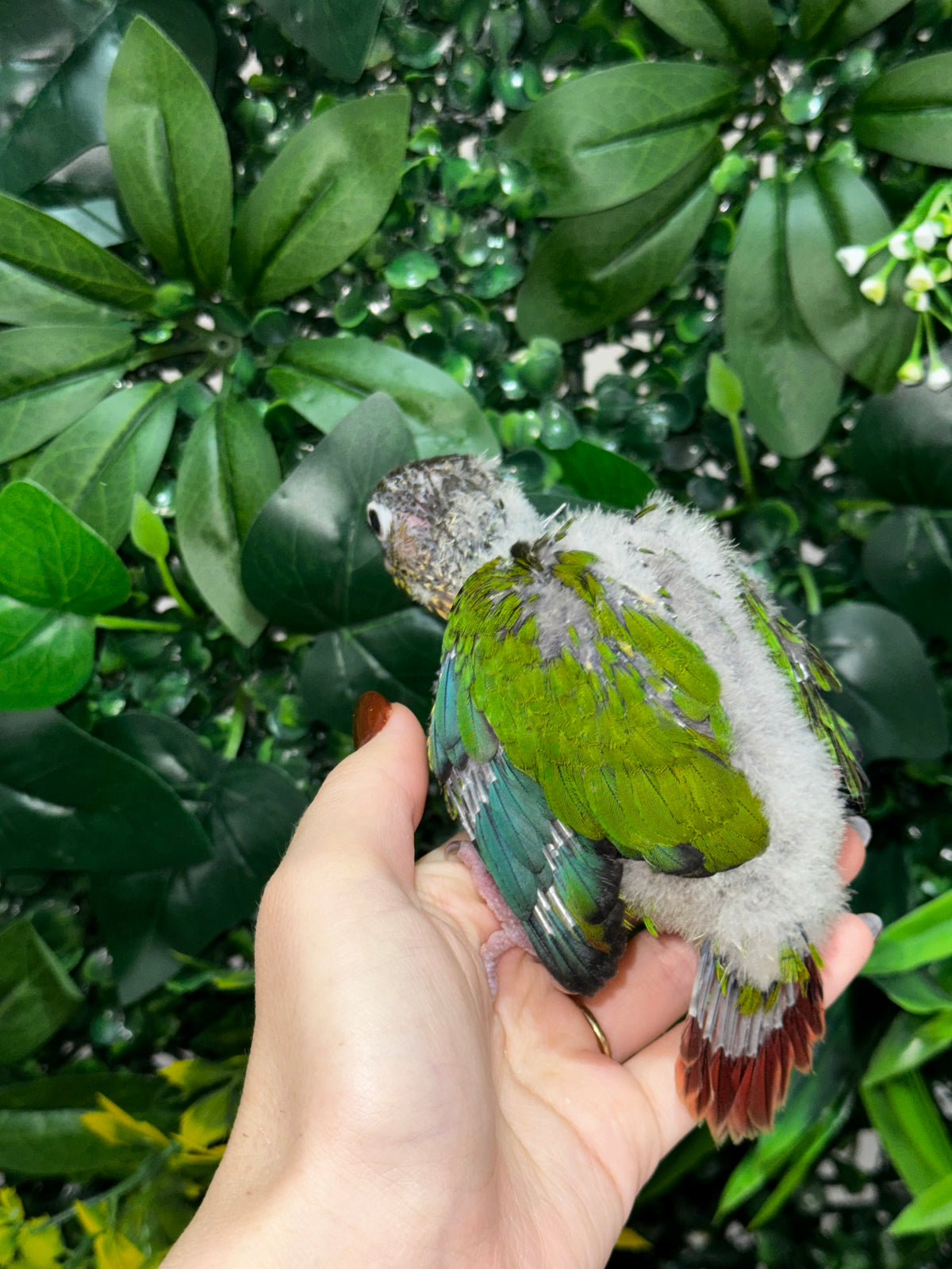 Yellow Sided Conure