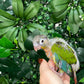 Yellow Sided Conure