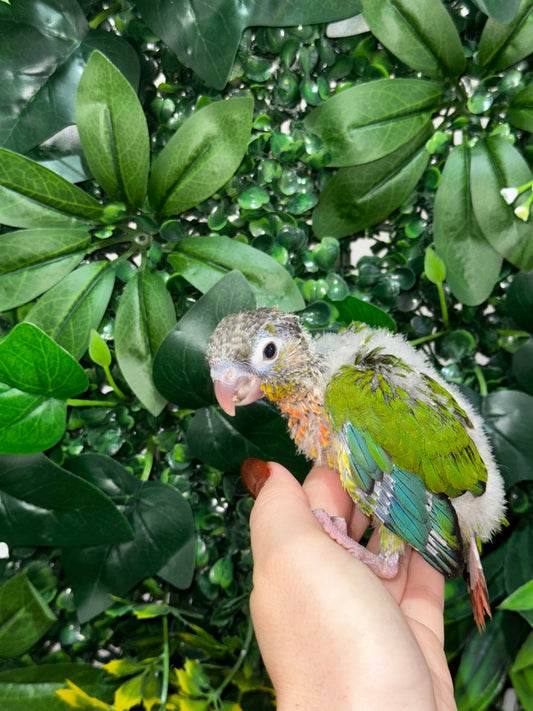 Yellow Sided Conure