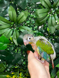 Yellow Sided Conure