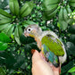 Yellow Sided Conure
