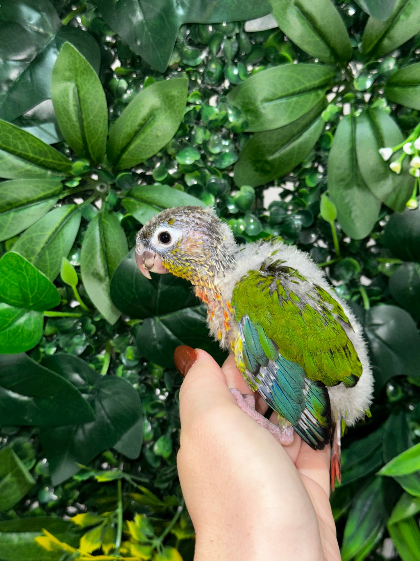 Yellow Sided Conure