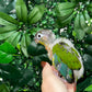 Yellow Sided Conure