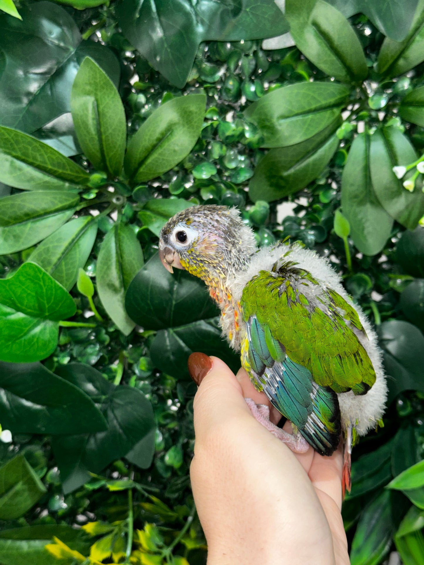 Yellow Sided Conure