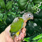 Yellow Sided Conure