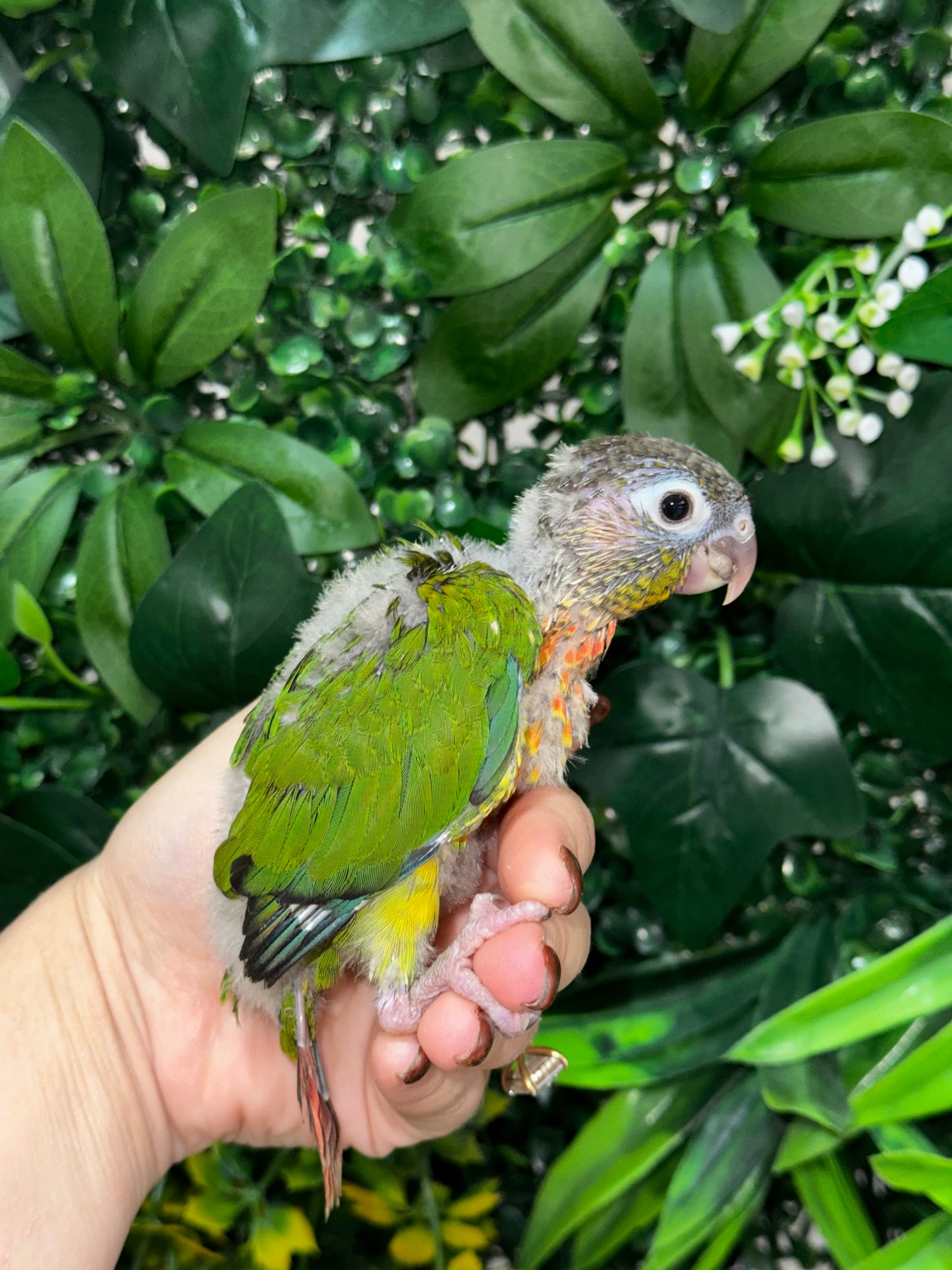 Yellow Sided Conure