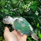 Single Factor Turquoise Opaline Conure