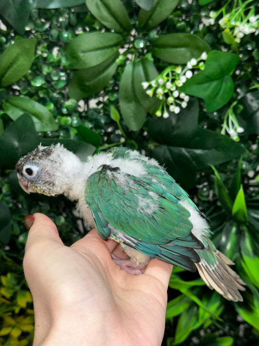 Single Factor Turquoise Opaline Conure