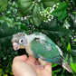 Single Factor Turquoise Opaline Conure