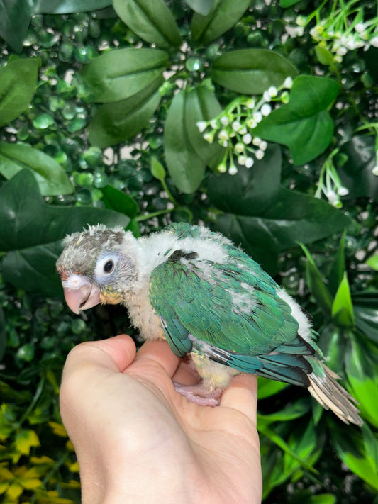 Single Factor Turquoise Opaline Conure