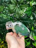 Single Factor Turquoise Opaline Conure