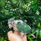Single Factor Turquoise Opaline Conure