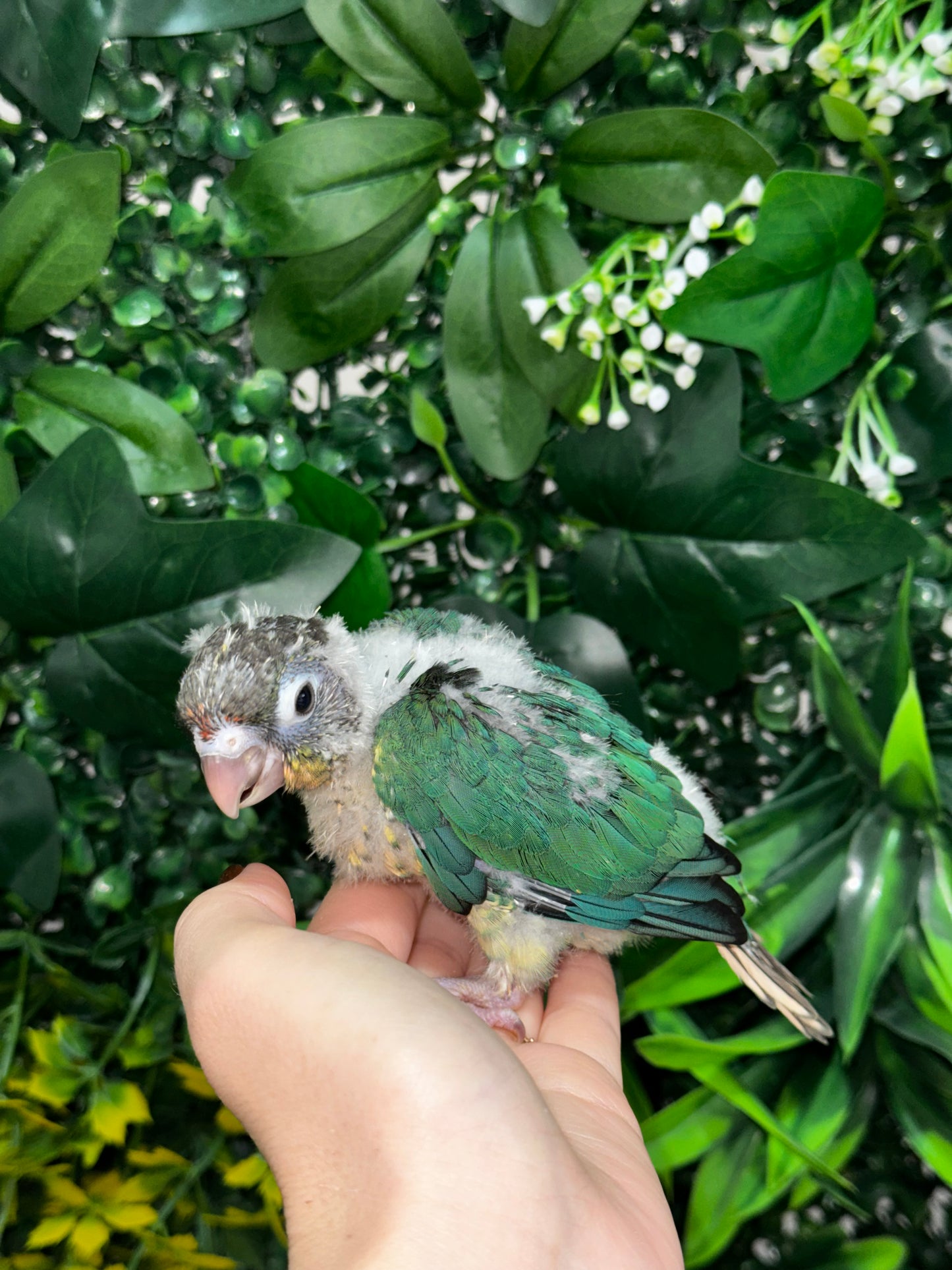 Single Factor Turquoise Opaline Conure
