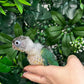 Single Factor Turquoise Opaline Conure