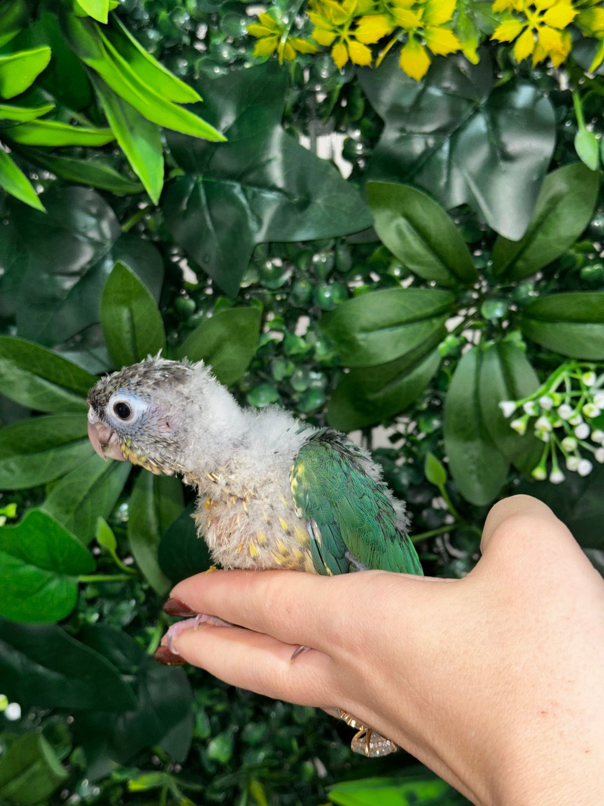 Single Factor Turquoise Opaline Conure