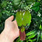 Yellow Sided Conure