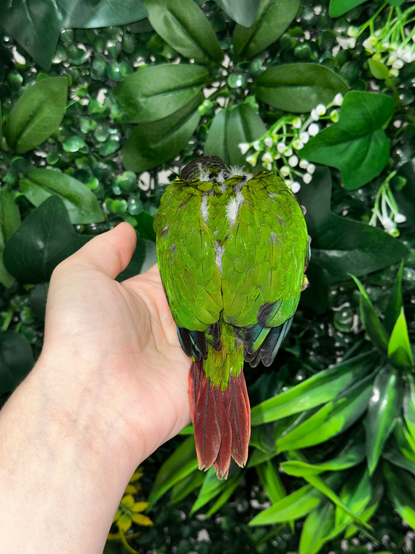 Yellow Sided Conure