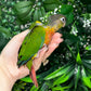 Yellow Sided Conure