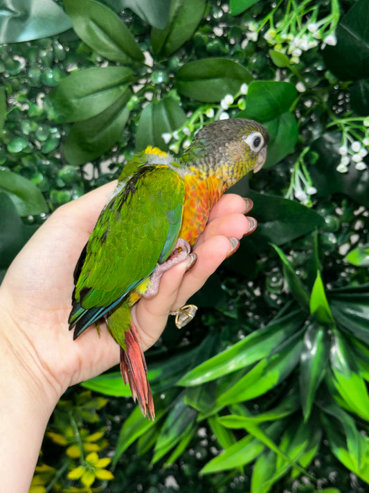 Yellow Sided Conure