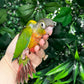 Yellow Sided Conure