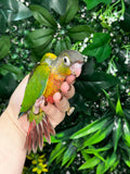 Yellow Sided Conure