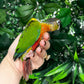 Yellow Sided Conure