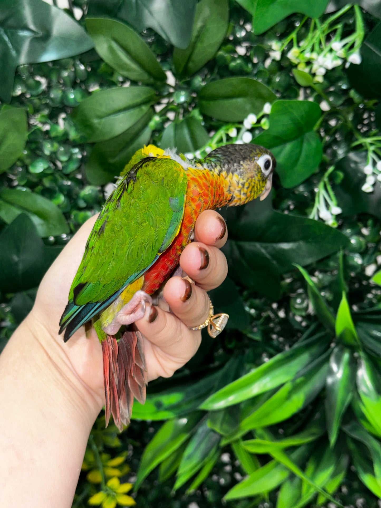 Yellow Sided Conure