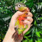Yellow Sided Conure