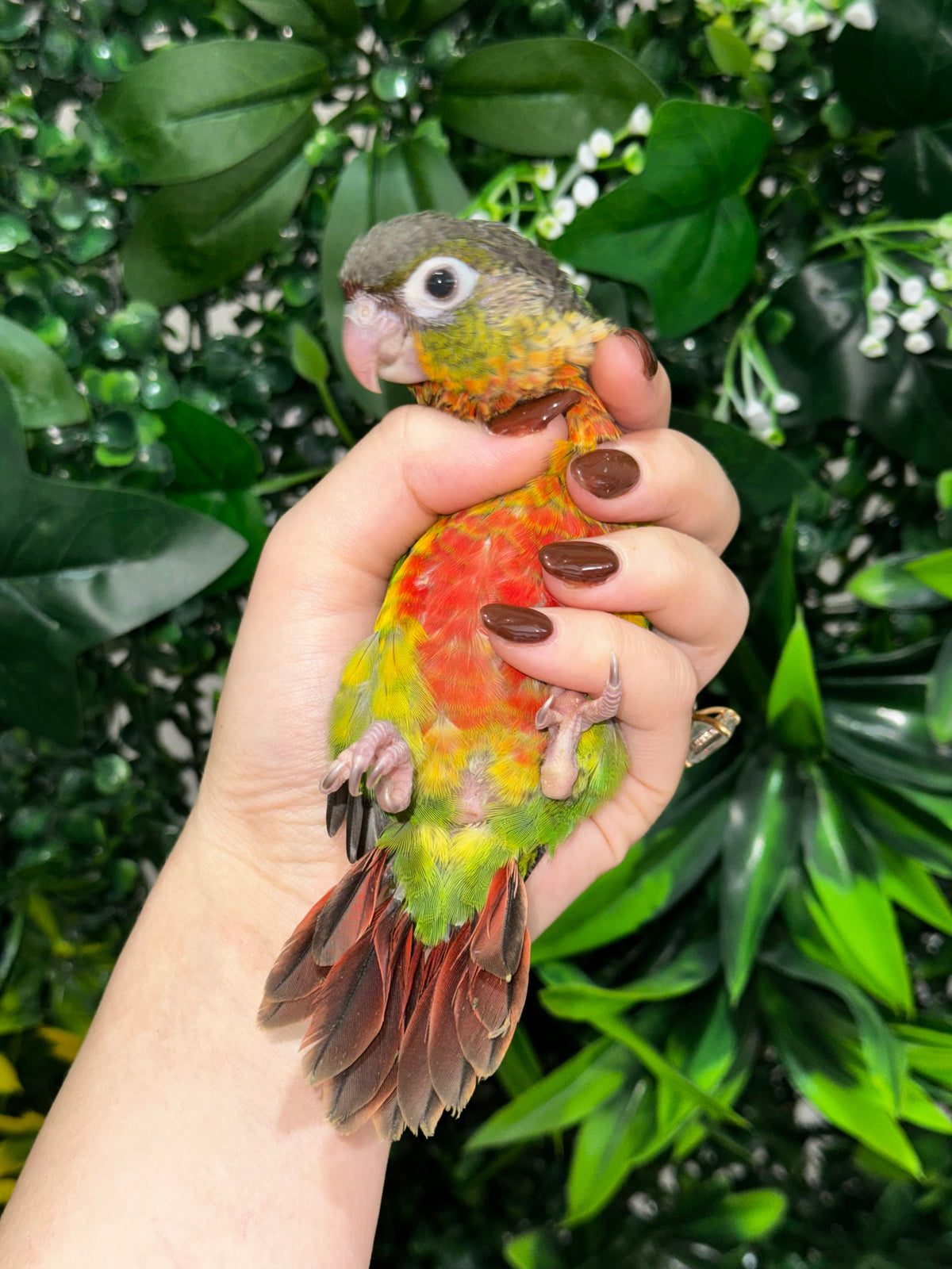 Yellow Sided Conure