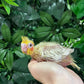 Lutino Cockatiel ID: Red B3428