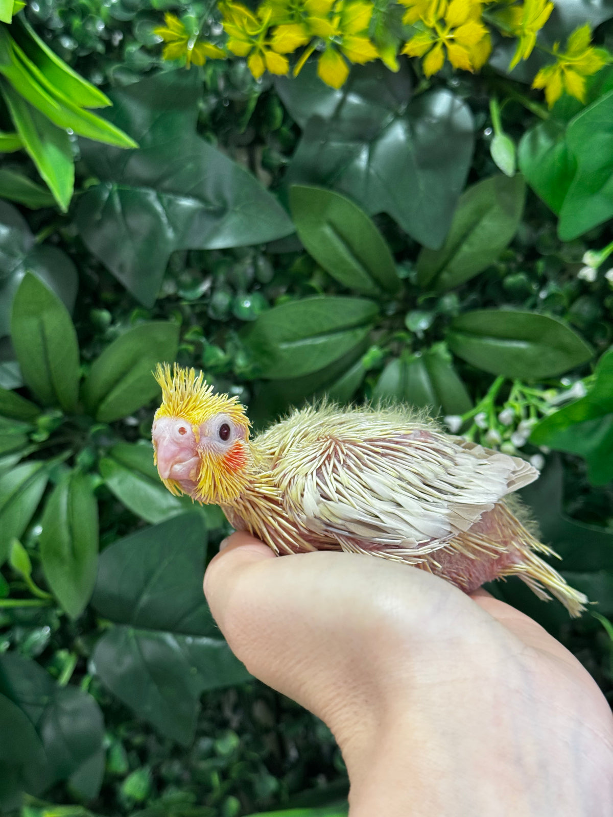 Lutino Cockatiel ID: Red B3428