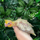 Lutino Cockatiel ID: Red B3428