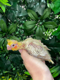 Lutino Cockatiel ID: Red B3428