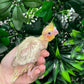Lutino Cockatiel ID: Red B3428