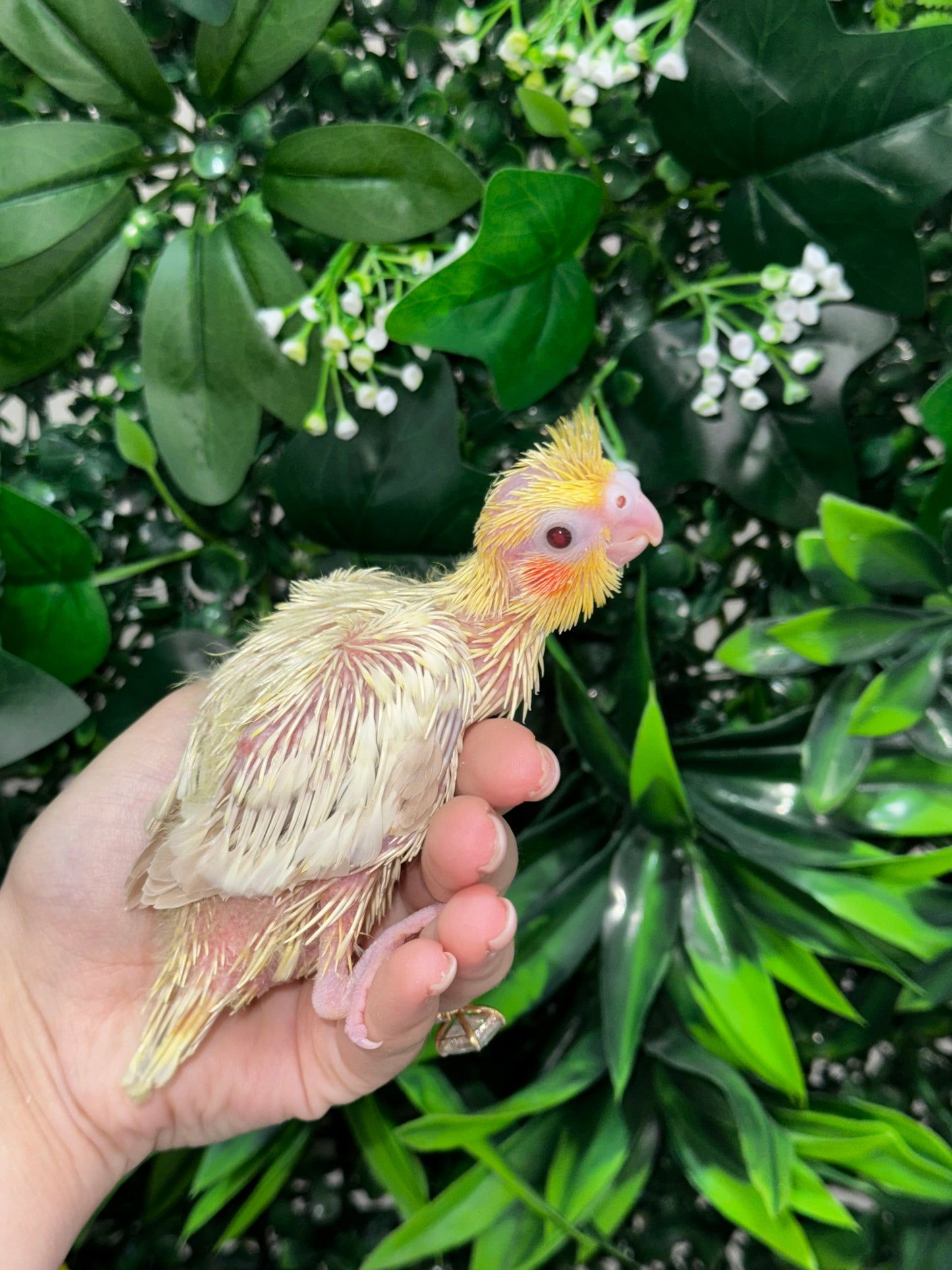 Lutino Cockatiel ID: Red B3428