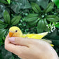 Lovebird ID: Orange S7311