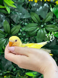 Lovebird ID: Orange S7311