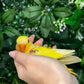 Lovebird ID: Orange S7311