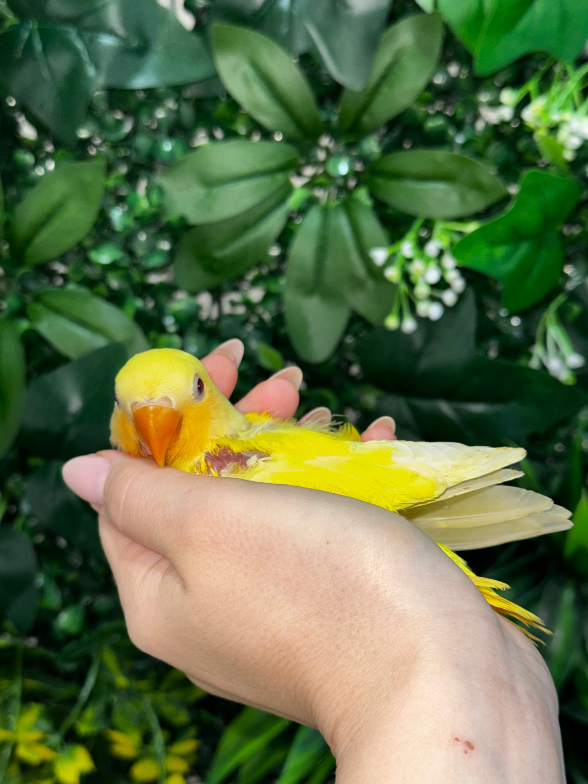 Lovebird ID: Orange S7311