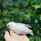 Lovebird ID: Orange A6560