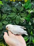 Lovebird ID: Orange A6560