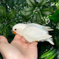 Lovebird ID: Orange A6560