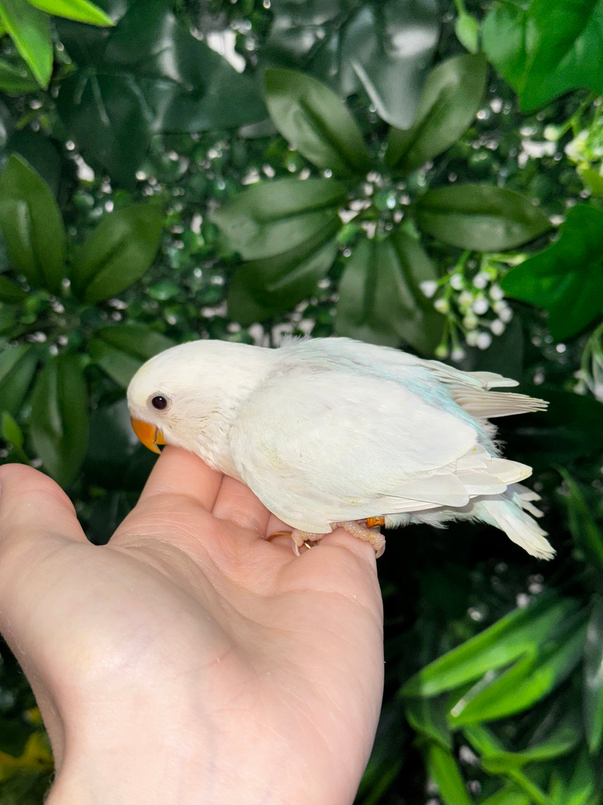 Lovebird ID: Orange A6560