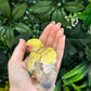 Lovebird ID: Green A6538