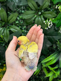 Lovebird ID: Green A6538