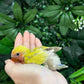 Lovebird ID: Green A6538