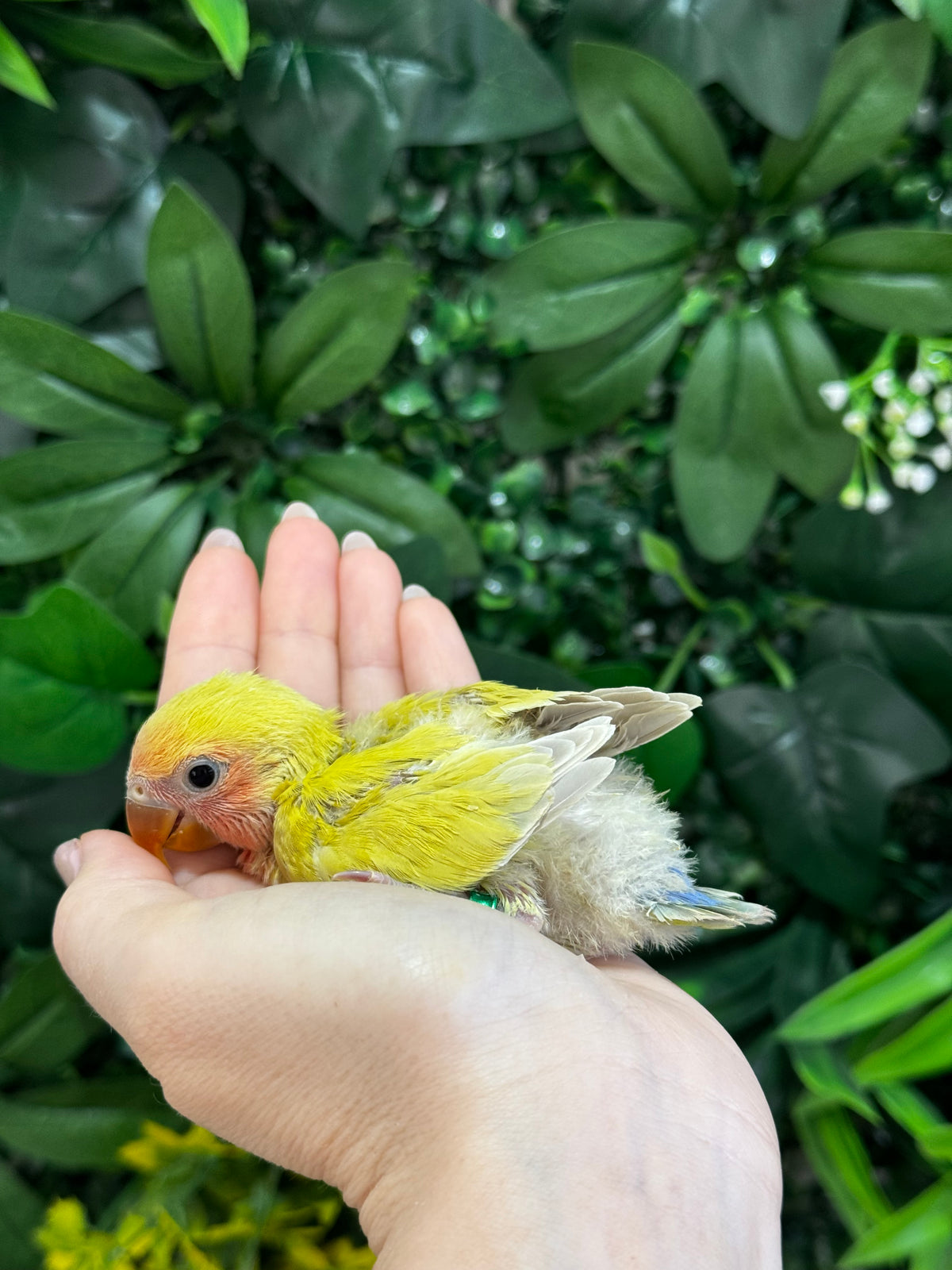 Lovebird ID: Green A6538