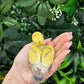 Lovebird ID: Green A6538