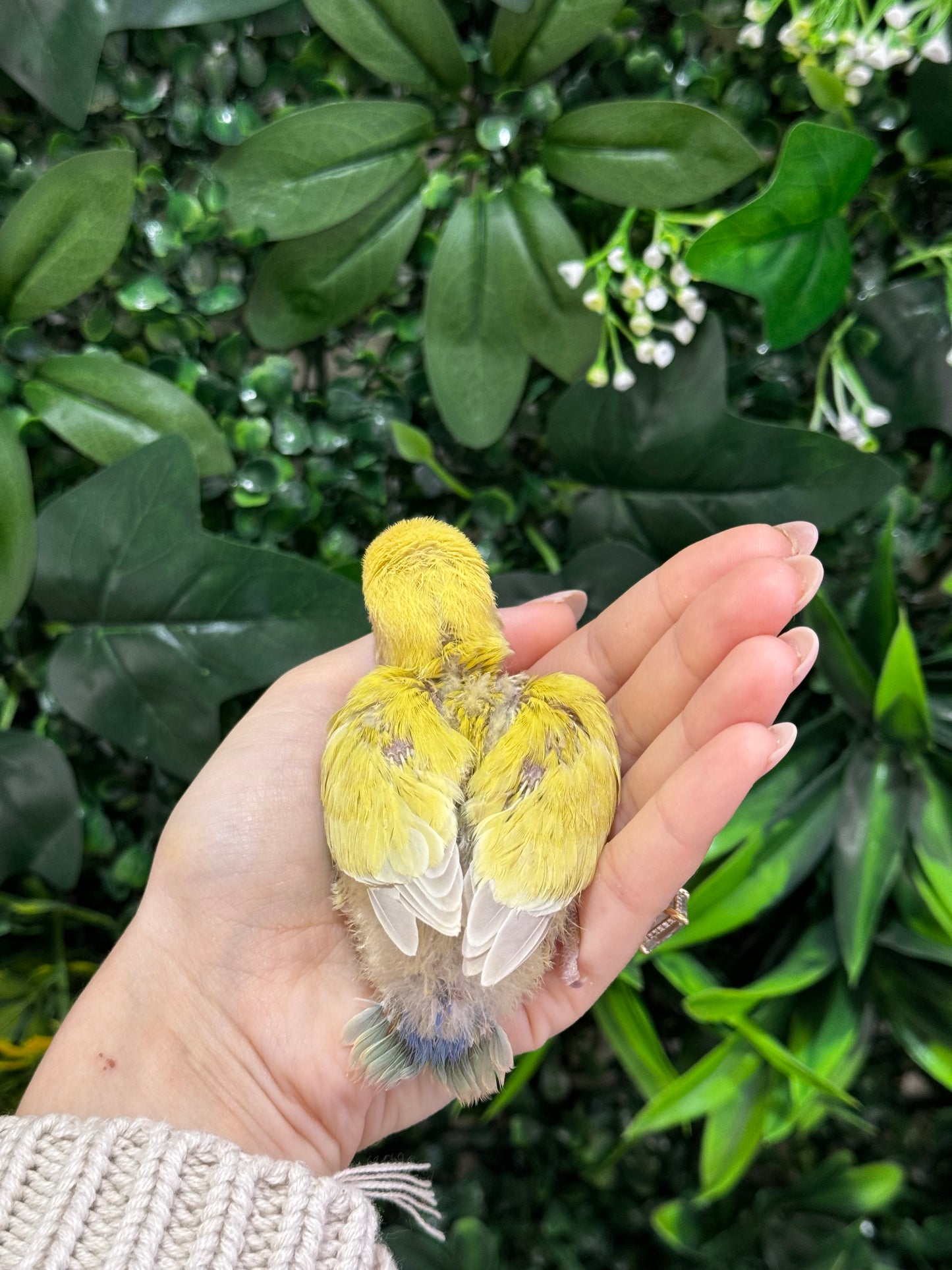 Lovebird ID: Green A6538